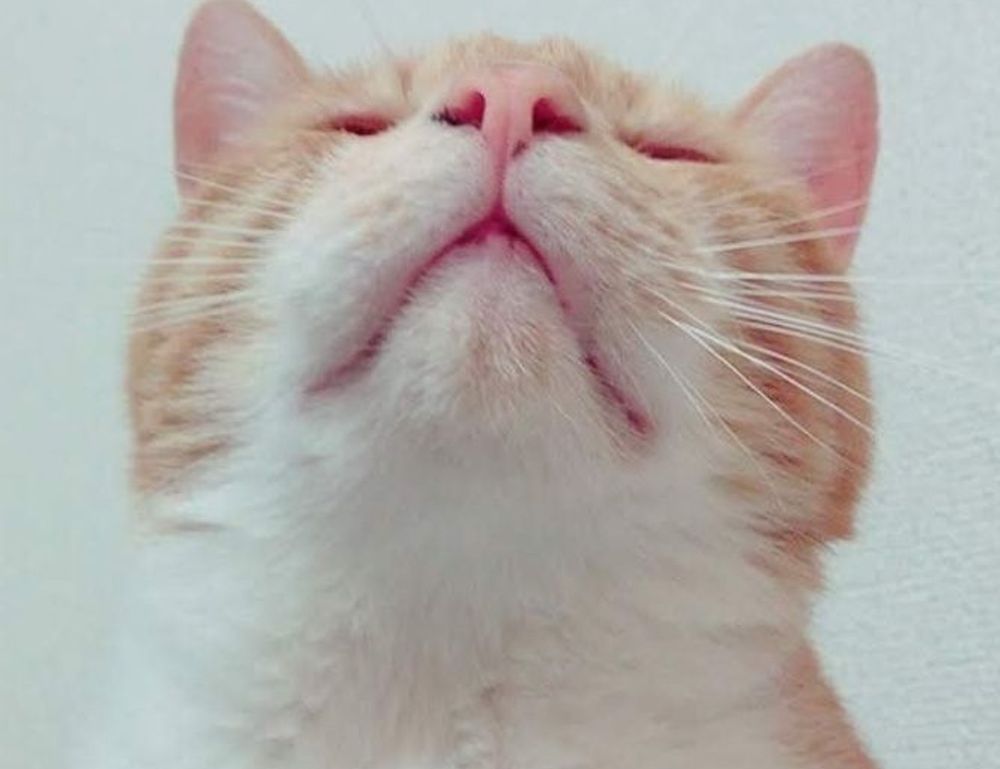 advantages of meetshaxs software