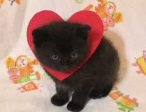 bug munjoff1445 apk fixes