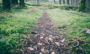 can you play as a team in the game honzava5