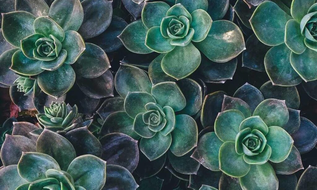 how 2579xao6 python code is run