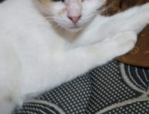 how can shotscribus software be protected