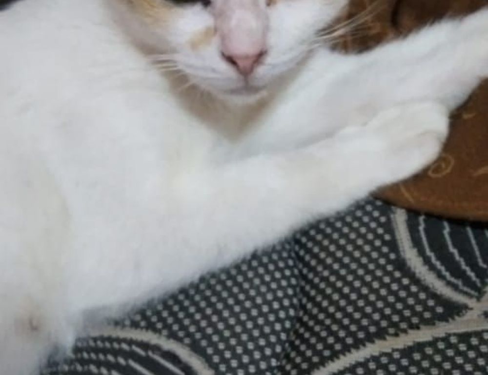 how can shotscribus software be protected