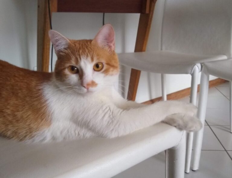 is endbugflow software a software for writing books