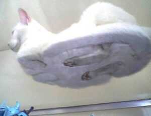 is lake yiganlawi dangerous