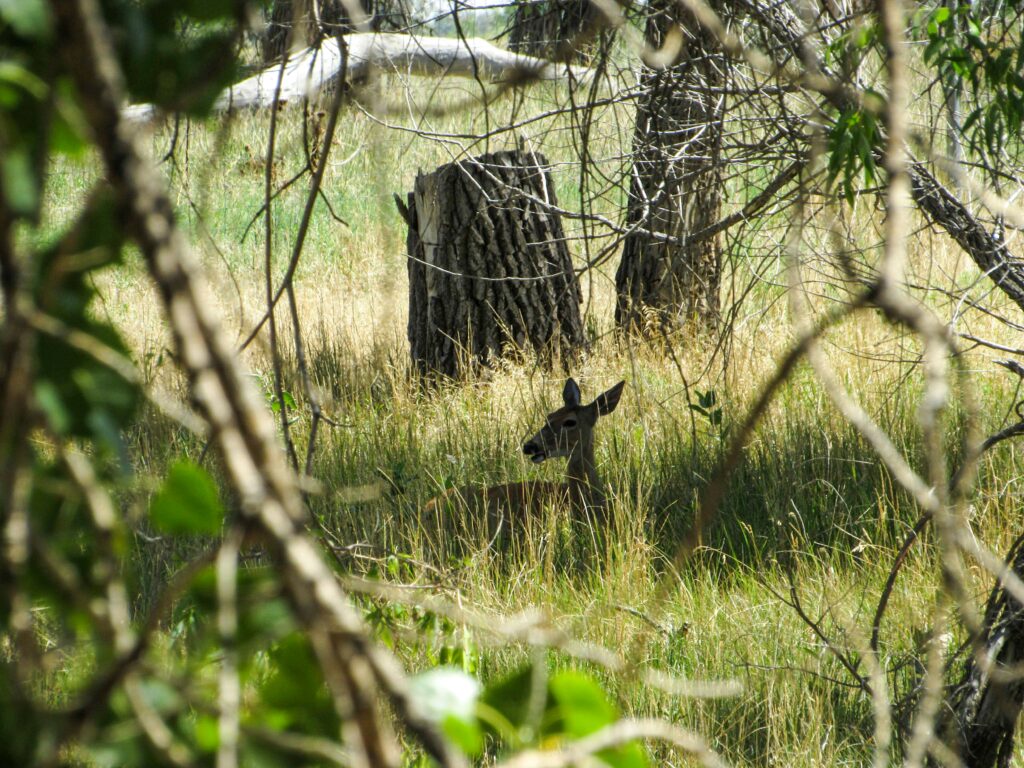 backcountry wildlife spots