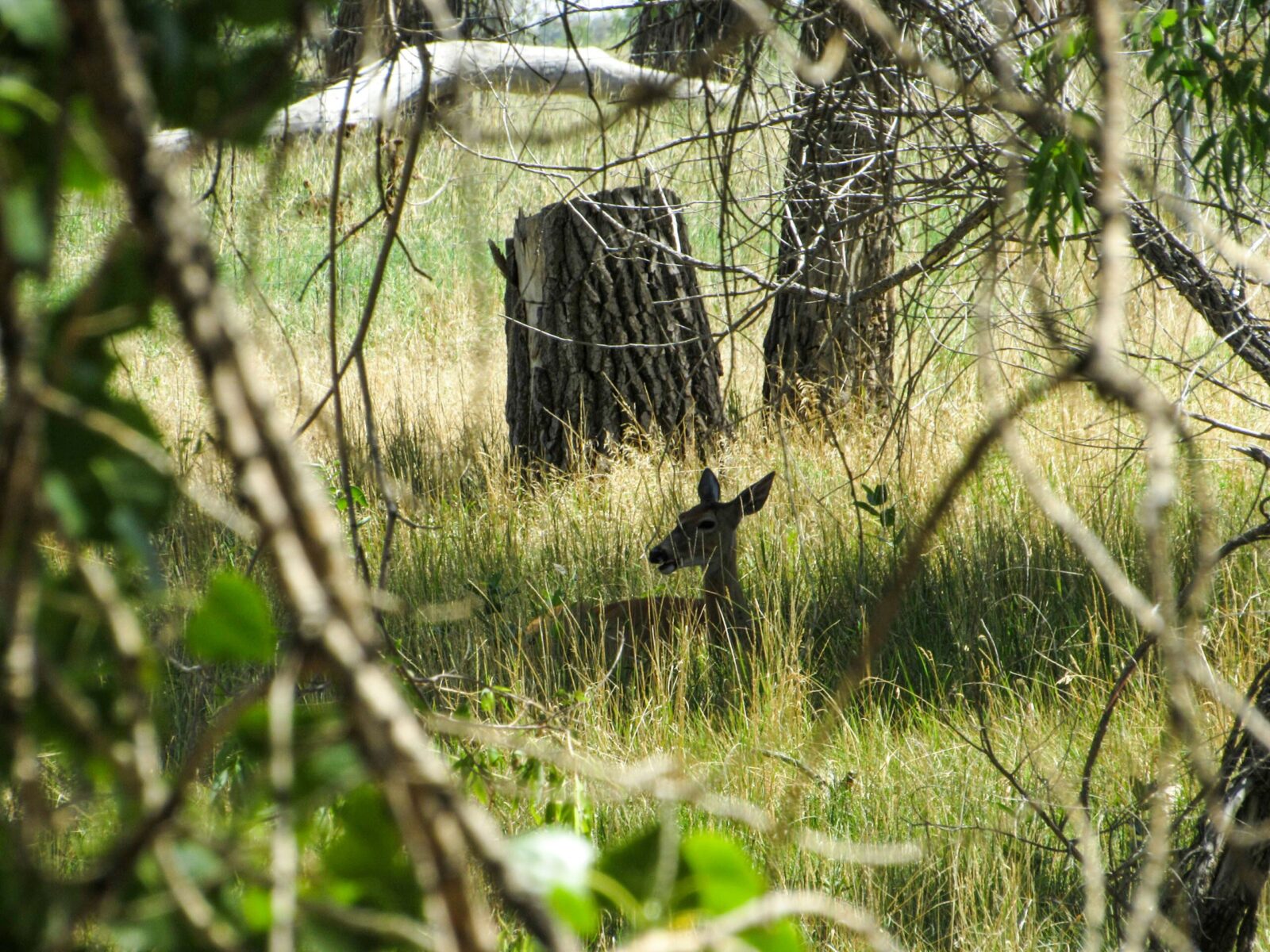 backcountry wildlife spots