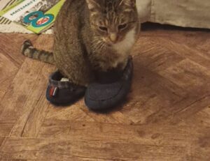 mopfell78 version 2024