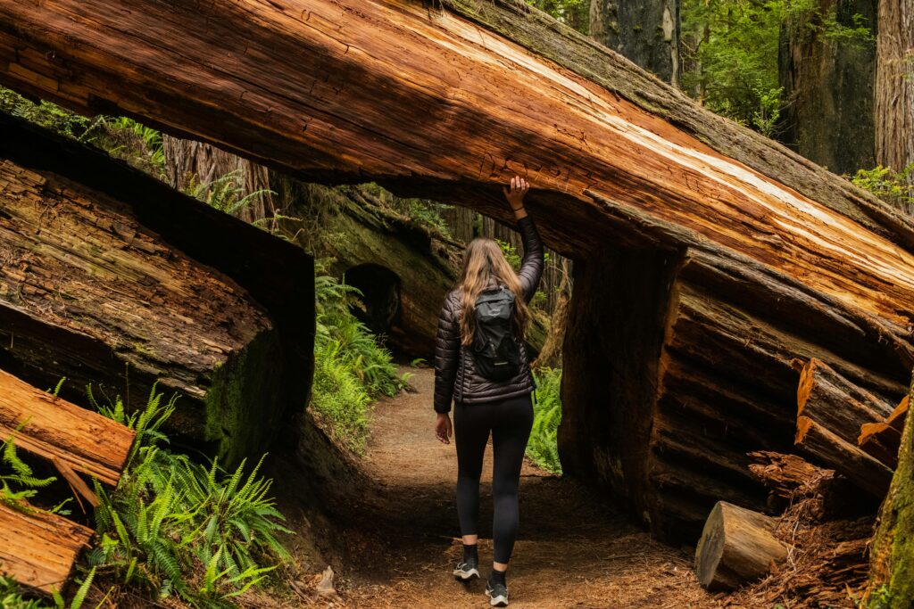 redwood hiking experiences