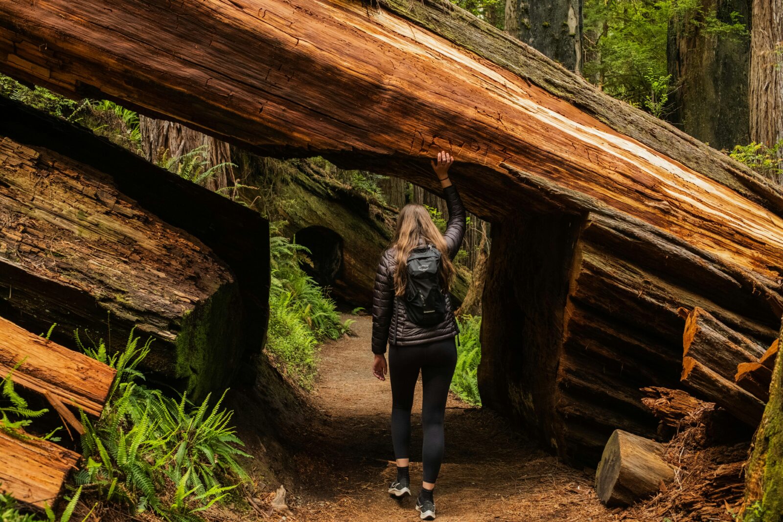redwood hiking experiences