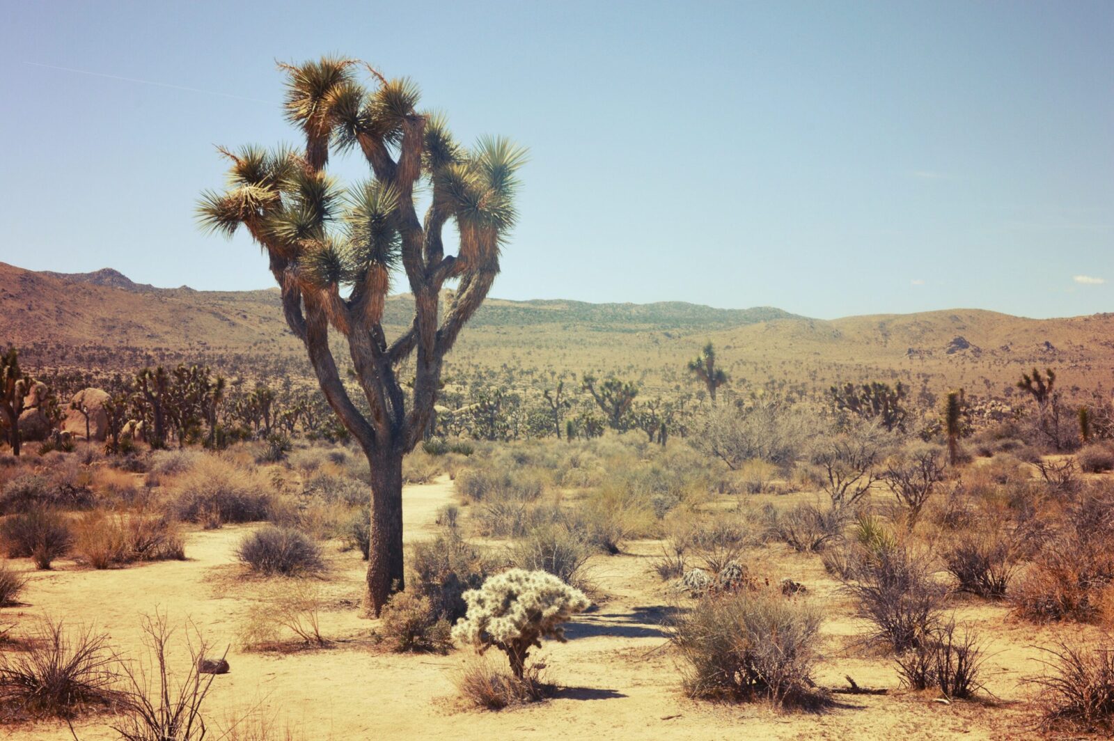 southern california desert hikes
