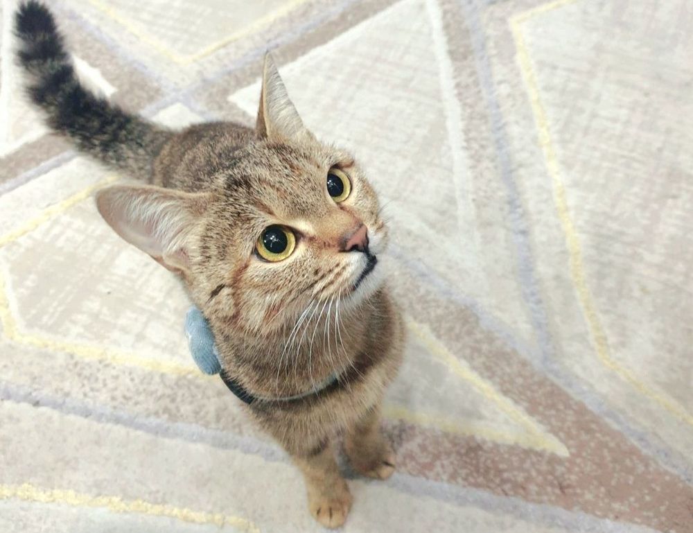 shotscribus software upgrade