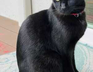 why is lake yiganlawi famous