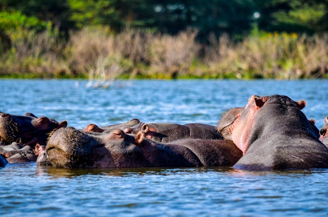 hippo habitat