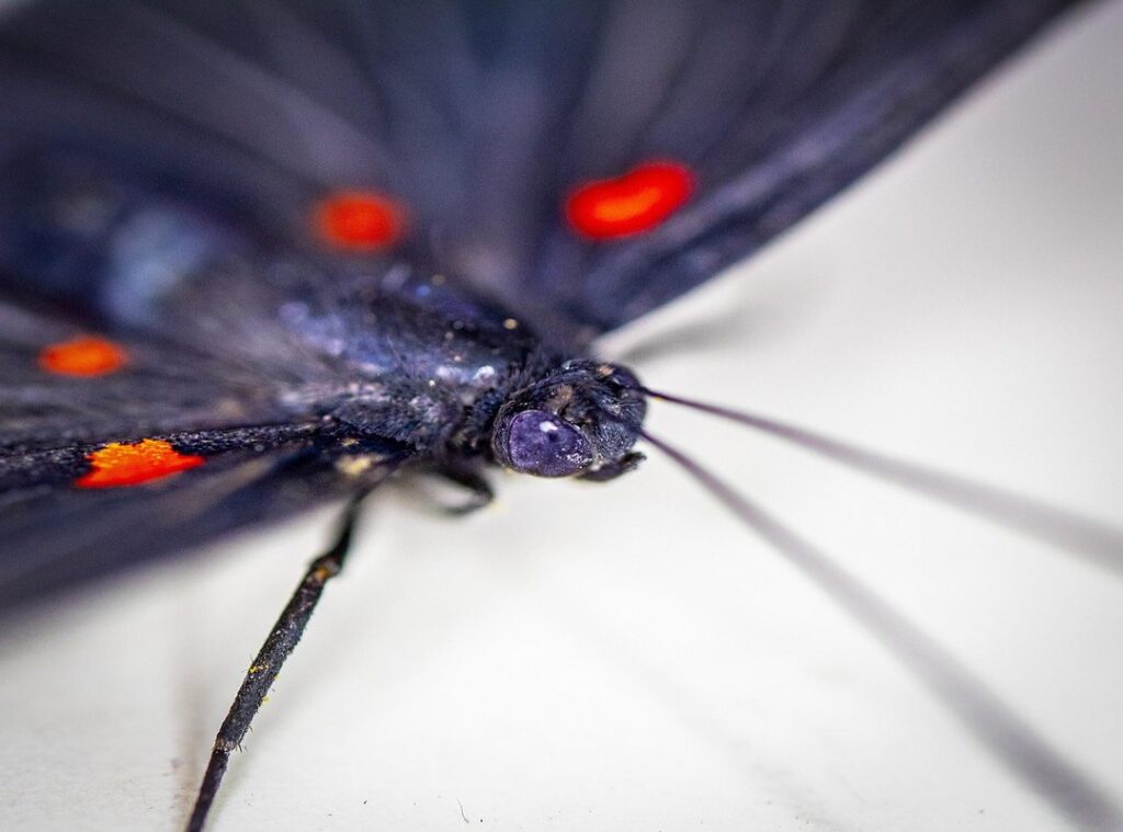 tanjiro dibujo blanco y negro