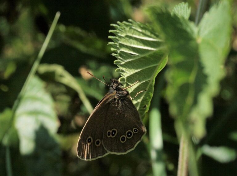 alight motion 5.1.1 apk pro