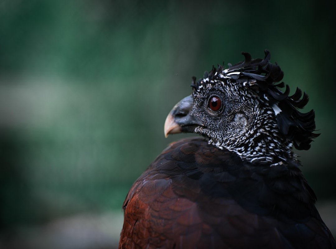 Great Nature and Wildlife Alternatives on Netflix Right Now